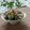 まろんかふぇ's cooksnap of when they made ナスとオクラのおかか醤油♪.
