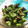 seacomet's cooksnap of when they made ゴーヤとツナの梅和え.
