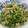 ピアノママ's cooksnap of when they made 3分で完成！節約★豆苗とツナの中華和え★.