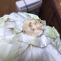なみか☆'s cooksnap of when they made 簡単！葉物野菜はつまようじで保存♡.