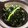 sugarbeast's cooksnap of when they made 簡単ほうれん草のゴマ和え.