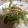たべたべこ's cooksnap of when they made ＃ベジタリアン 豆腐と水菜のサラダ.