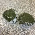 ☆こまっと☆'s cooksnap of when they made 大葉の塩漬け(万能保存).