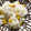ぱちぱちの日's cooksnap of when they made トウモロコシの炊き込みご飯⁂圧力鍋で簡単.