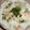 白いぐれーぷ's cooksnap of when they made 簡単さっぱり鮭めし.