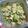 Hitomiクック's cooksnap of when they made アボカドと豆腐の梅マヨサラダ～大葉のせ～.