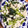クック3AOHP7☆'s cooksnap of when they made 晩酌に！鶏ひき肉と小松菜のアジア風炒め.