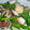 yococoo's cooksnap of when they made あさりの菜の花蒸し.