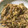 mamaたぬ's cooksnap of when they made 【大量消費】みょうがの炒め煮.