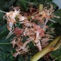 リトル黒豆マーメイド's cooksnap of when they made *モロヘイヤの茎のサッと煮.