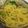 ☆マイマイママ☆'s cooksnap of when they made 菜の花とアサリのパスタ☆.
