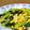 イエローバード's cooksnap of when they made 小松菜・エリンギ・コーンのバター醤油炒め.