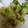 ヨボヨ's cooksnap of when they made 栄養満点☆ほうれん草の芯の天ぷら.