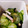 moco33's cooksnap of when they made きゅうりとわかめの酢の物.