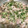コリコリ13's cooksnap of when they made もやしと豚肉の蒸し焼き☆.