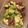 Yukikkoooo's cooksnap of when they made タコとアボカドのバジル風味和え.