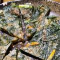 miyam315's cooksnap of when they made 極貧！給料日前の一品！さっさっとチヂミ.
