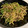クック365SG6☆'s cooksnap of when they made 簡単！！なんちゃって 青椒肉絲.