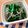 ☆３匹の子ぶた☆'s cooksnap of when they made モロヘイヤとしらすのお浸し.