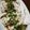 クック7FNN0F☆'s cooksnap of when they made レンジ蒸し鶏のねぎソース.
