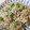 しげその's cooksnap of when they made 白だしで簡単☆桜えびと枝豆ツナの炊き込み.