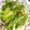 クックNYANKO☆'s cooksnap of when they made ＊簡単♪水菜の塩昆布と鰹節の和えもの＊.