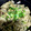 10nmam's cooksnap of when they made 丼にもお弁当にも！豚肉とシソの甘辛炒め.