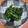 K＊YUKA＊'s cooksnap of when they made ほうれん草のからし和え.