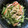 ☆けちか☆'s cooksnap of when they made きゅうりとかにかまの胡麻油和え.