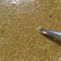 さやもな925's cooksnap of when they made “覚えやすいレシピ”しゃぶしゃぶゴマだれ.