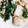 クックMB0955☆'s cooksnap of when they made ほうれん草とツナのぽん酢和え.