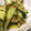 ノビル's cooksnap of when they made 超簡単！箸休め・つまみにきゅうりの梅和え.