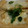 白リス's cooksnap of when they made おつまみ＆おかずに♫油揚げのチーズ焼き.