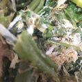 せあぶ's cooksnap of when they made 空芯菜のおひたし.