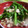ゴースカ's cooksnap of when they made 鶏肉と菜の花としめじのガーリック炒め.