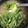 クックNP9ISV☆'s cooksnap of when they made 新玉☆じゃが芋☆豆腐☆蕪の葉の味噌汁.