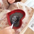 あたむ❤189's cooksnap of when they made 豆乳黒ごまプリン.