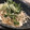 うにっぺ's cooksnap of when they made ちくわとモヤシのサラダ.