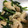 12aloe26's cooksnap of when they made 鶏ささみと三つ葉とほうれん草のおひたし.