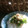 チコリママ's cooksnap of when they made 鮭フレークと大葉で簡単混ぜごはん.