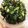 ★ちいママ★'s cooksnap of when they made 大根葉 ご飯のお供に.