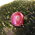 クックL8U9HI☆'s cooksnap of when they made 簡単キレイなブドウの皮むき.