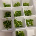 ポメちょん's cooksnap of when they made ★離乳食中期★アスパラガス.