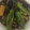 いずみはる's cooksnap of when they made 茄子とししとうの素揚と揚げ豆腐の餡かけ.