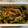 ◆どらしま◆'s cooksnap of when they made ゴーヤとみょうがのもろみ和え.