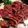 たまゴン♪'s cooksnap of when they made 馬肉のたたき.