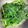 クック224IO2☆'s cooksnap of when they made モロヘイヤの茹で方.