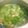 ☆angel's cooksnap of when they made 冬瓜とベーコンの優しいスープ.