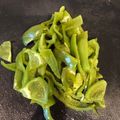 ゆきうさラブ's cooksnap of when they made レンジでピーマンの苦味をなくす実験♪.