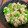 Morinoaya's cooksnap of when they made 豚とたっぷりきのこの甘辛生姜炊き込みご飯.
